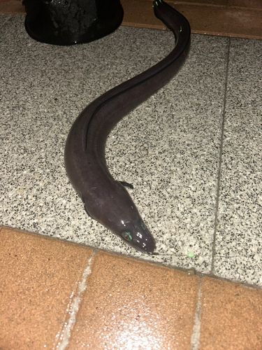 アナゴの釣果