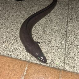 アナゴ