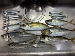 アジの釣果