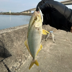 ショゴの釣果