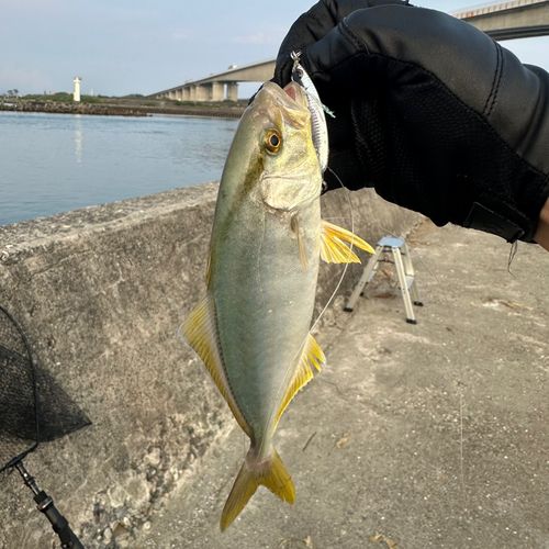 ショゴの釣果