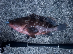キジハタの釣果