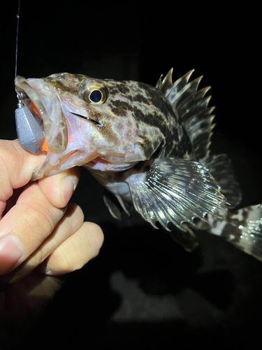 タケノコメバルの釣果