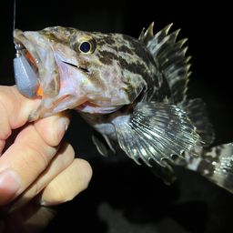 タケノコメバル