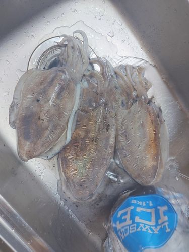イカの釣果