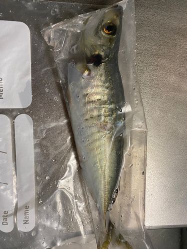マルアジの釣果