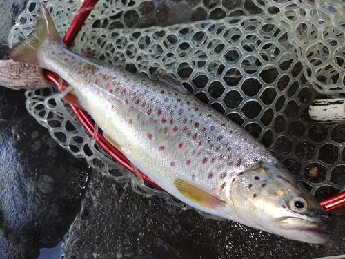 ブラウントラウトの釣果