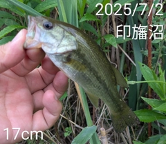 ブラックバスの釣果