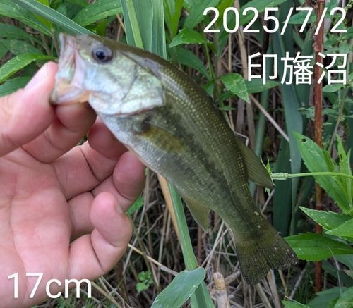 ブラックバスの釣果