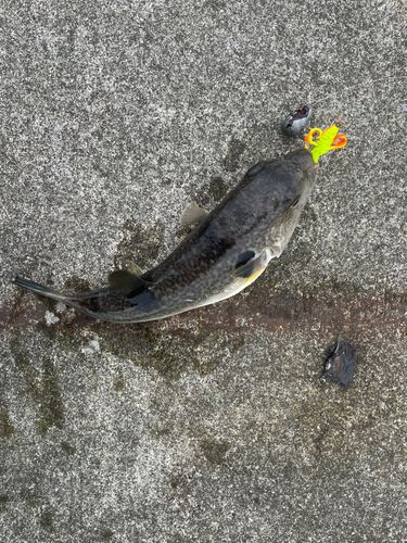 クサフグの釣果