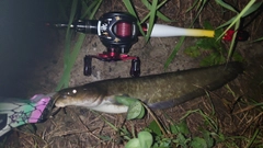 ナマズの釣果