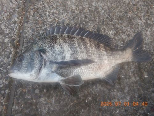 クロダイの釣果