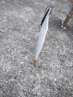 カマスの釣果