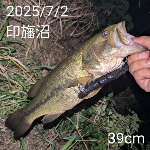 ブラックバスの釣果