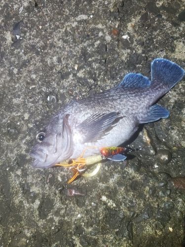 マゾイの釣果