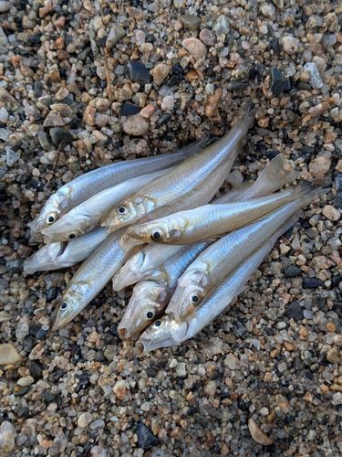 キスの釣果