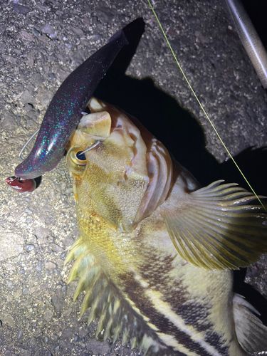 シマゾイの釣果