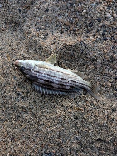 シマイサキの釣果