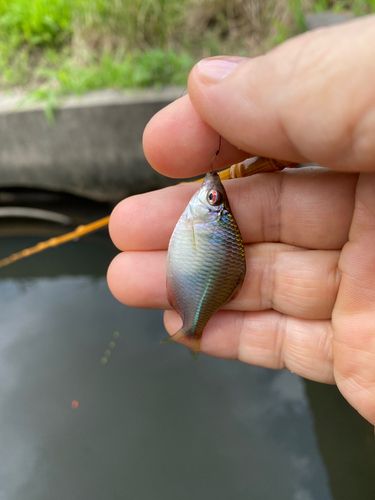 タナゴの釣果