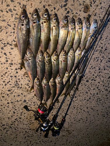 アジの釣果