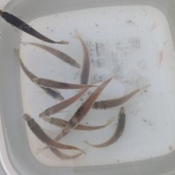 アジ