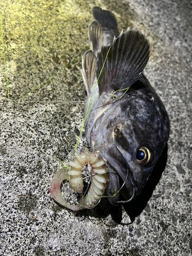 クロソイの釣果