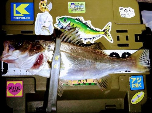 シーバスの釣果