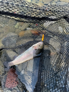 ニジマスの釣果