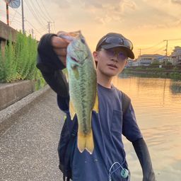 ラージマウスバス