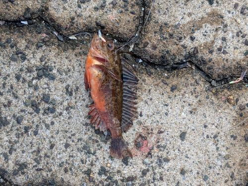 ハオコゼの釣果