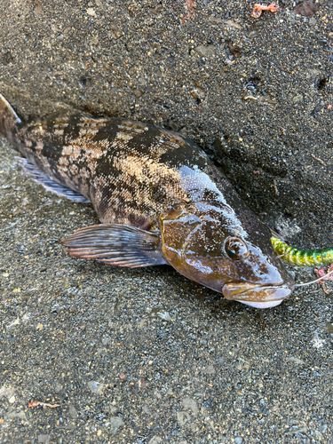 アイナメの釣果