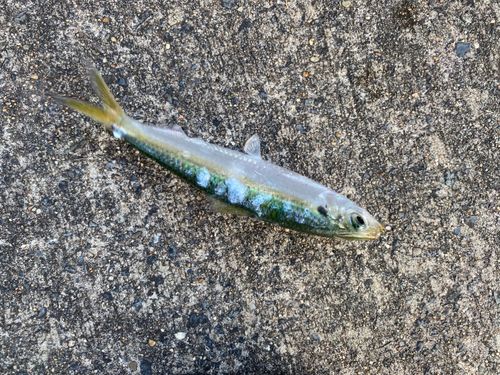 サッパの釣果