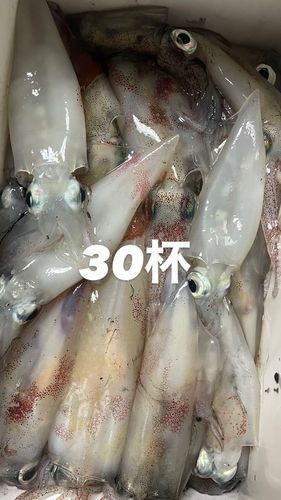 ヤリイカの釣果