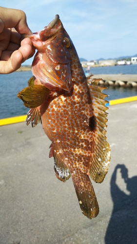 アコウの釣果