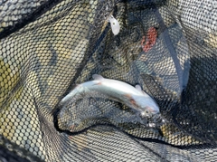 ニジマスの釣果