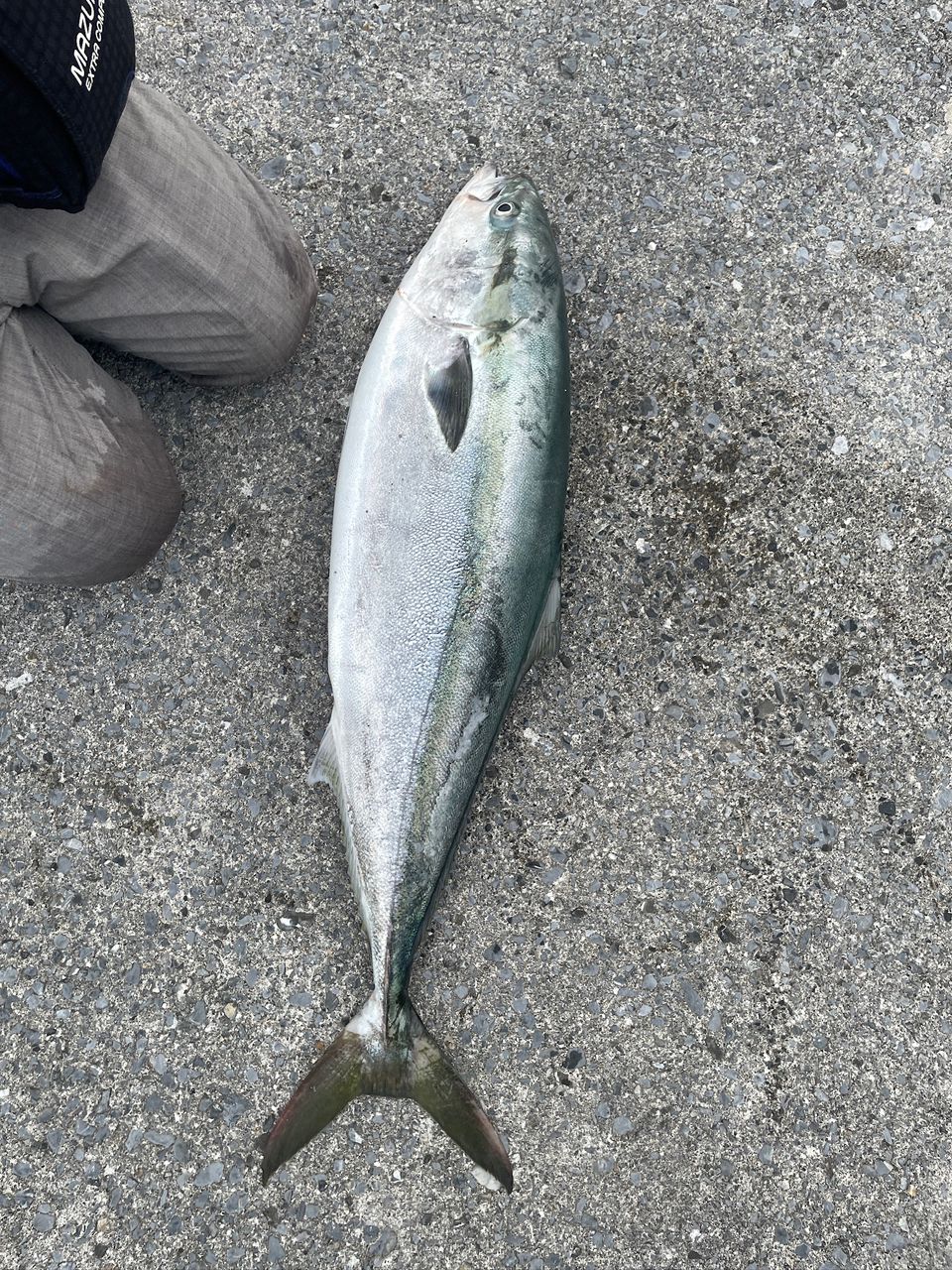 道 南 釣り 情報