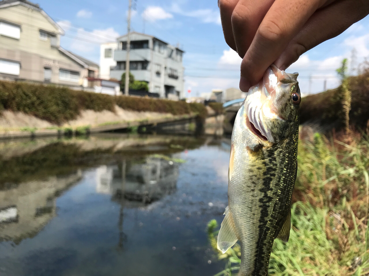 ブラックバス