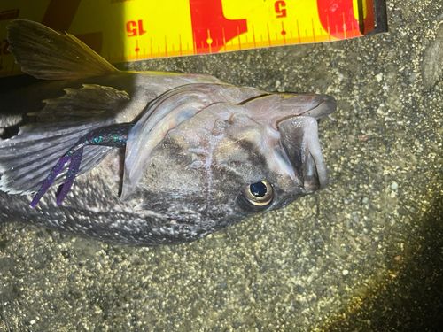 クロソイの釣果