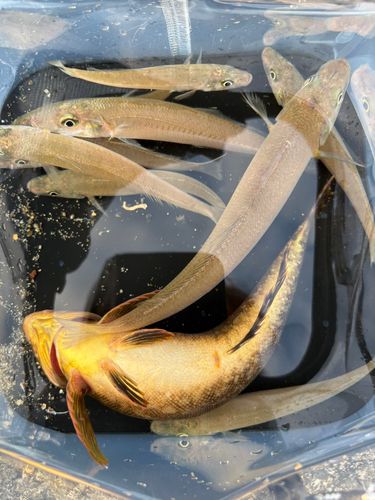 シロギスの釣果