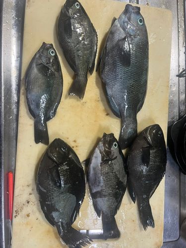 グレの釣果