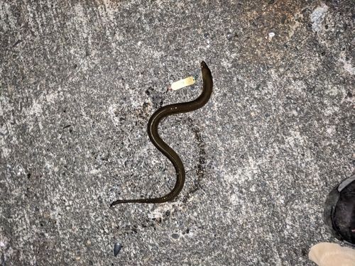 ニホンウナギ