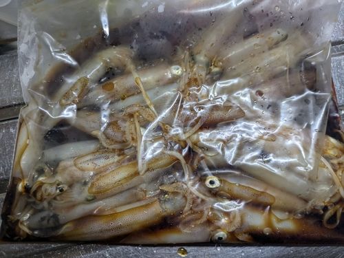 ベイカの釣果