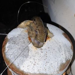 マハゼ