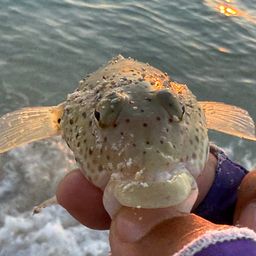 オグロトラギス