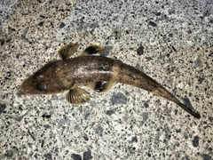 コチの釣果