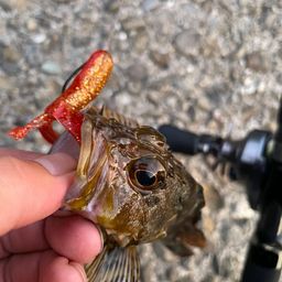 カサゴ