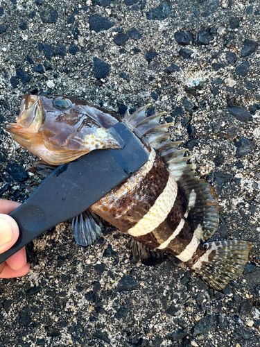 アオハタの釣果