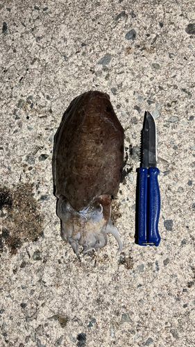 アカハゼの釣果