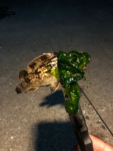 クロソイの釣果