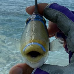 ムラサメモンガラ